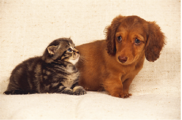 ペットと暮らせるマンション